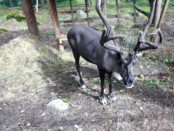 Aoluguya reindeer village