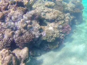 麗貝島潛水