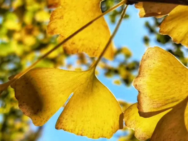 Gingko Village - A fairy tale world