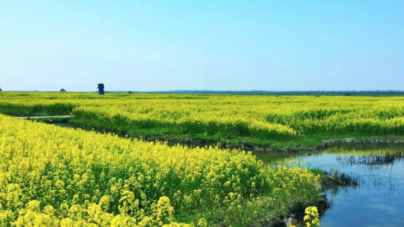 Qicai Windmill Manor