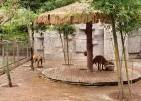 Yibin Zoo
