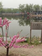 Lotus Pond