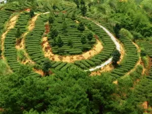 安溪茶葉公園