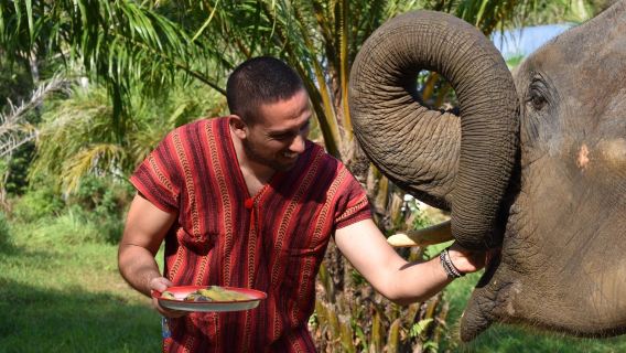 Excursion d'une journée au camp de protection des éléphants de Phuket en Thaïlande [Spa de boue|Cuisine + transfert