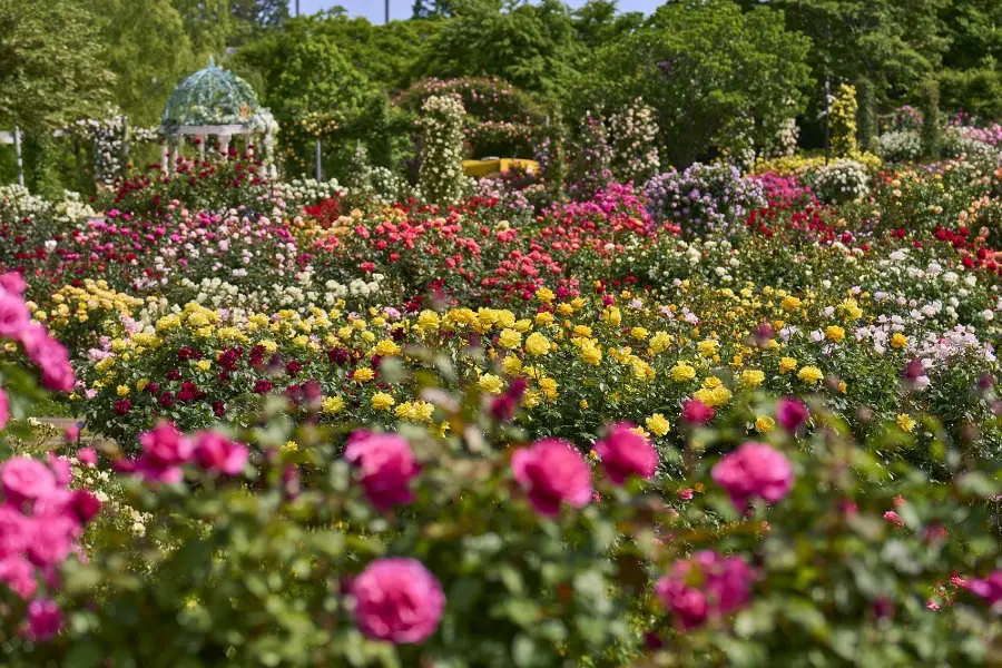 Keisei Rose Garden