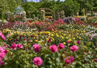 Keisei Rose Garden