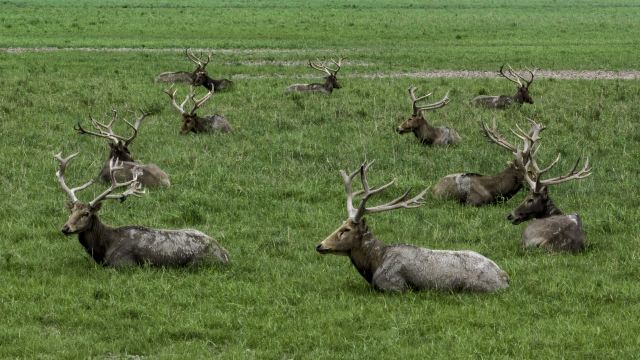 Elk National Nature Reserve