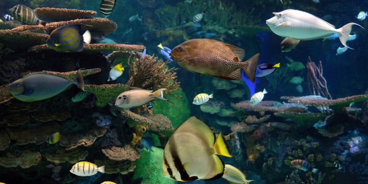 Acuario de Ripley