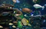 Ripley's Aquarium of Canada