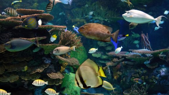 ทัวร์ 1 วัน มหาวิทยาลัยโตรอนโต ไชนาทาวน์ คาซ่าโลมา และพิพิธภัณฑ์สัตว์น้ำริปลีย์ (ภาษาอังกฤษและภาษาจีน)