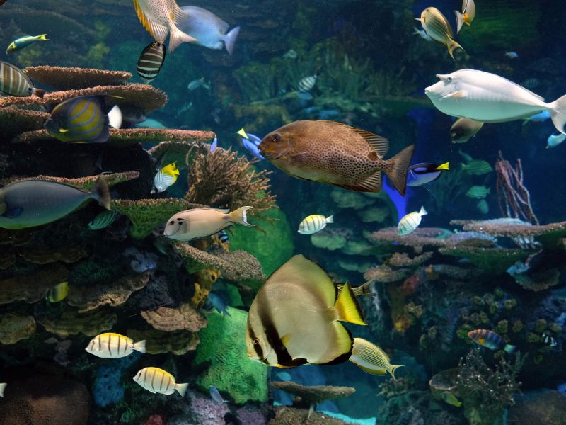 Ripley's Aquarium of Canada
