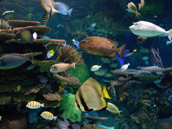 Ripley's Aquarium of Canada