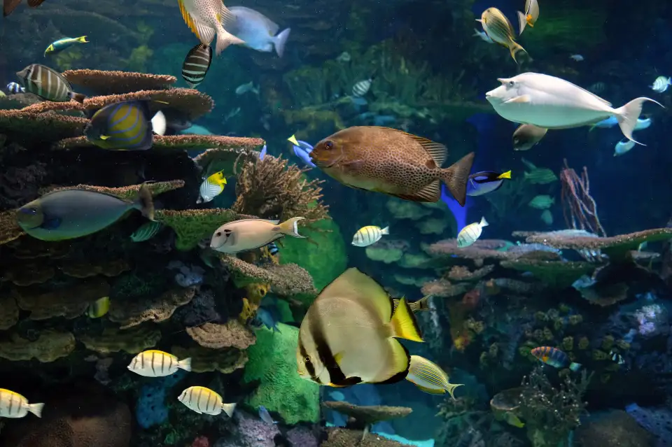 2_Ripley's Aquarium of Canada