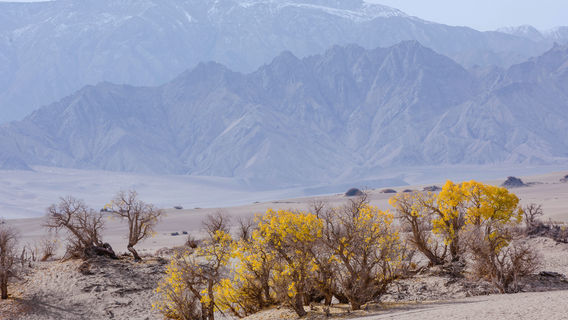 Populus Euphratica Provincial Nature Reserve