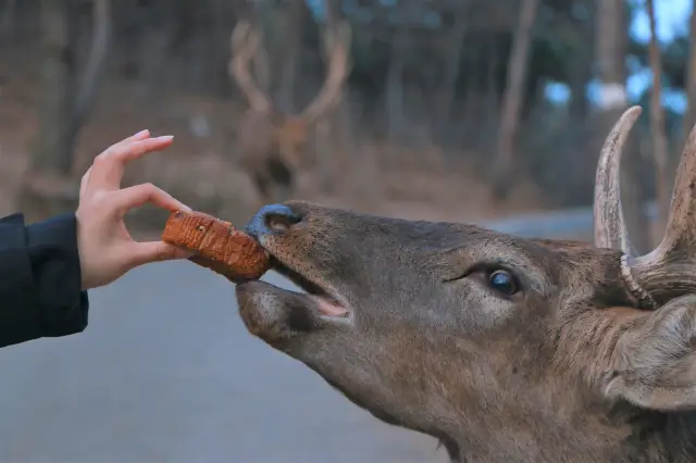 Feeding Sika Deer in Dalian