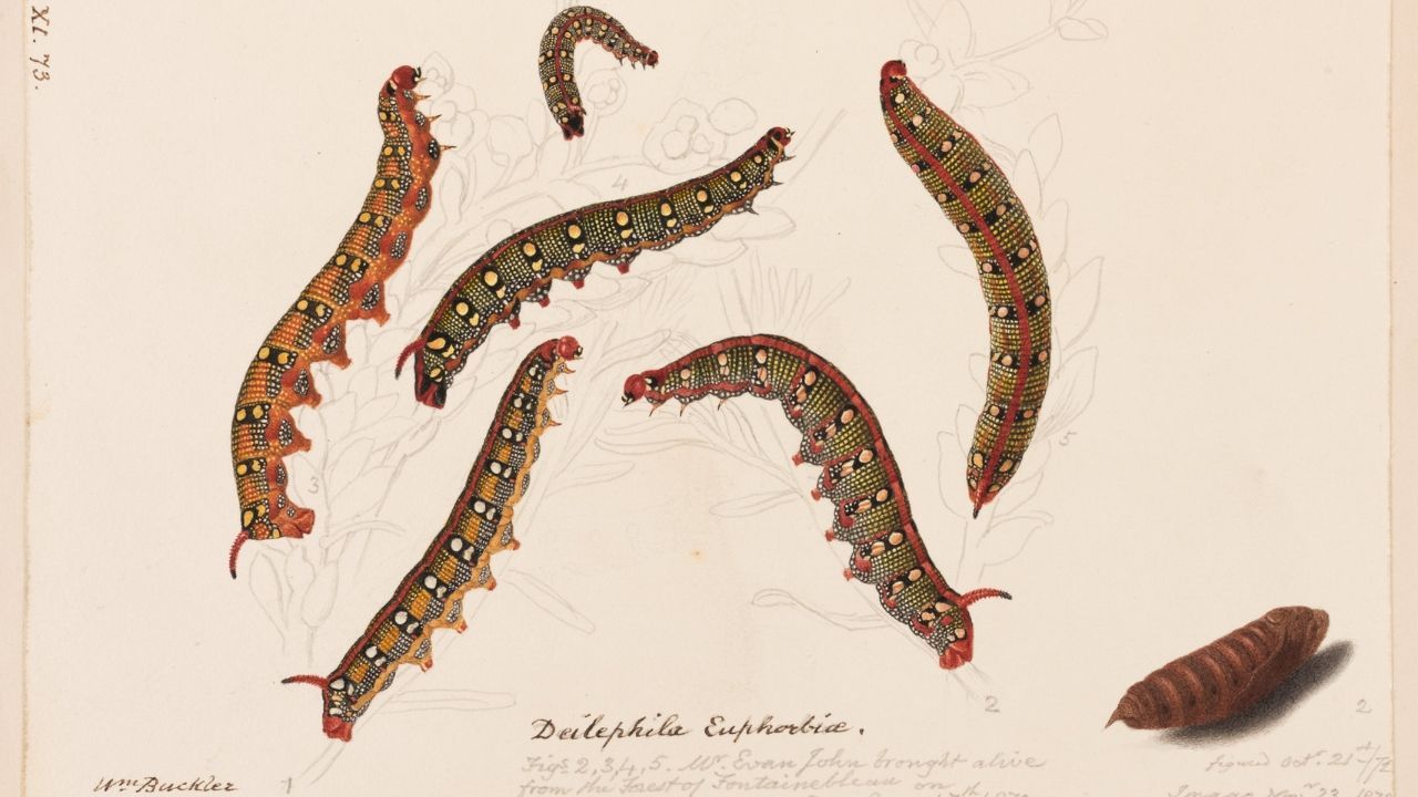 Recording nature | Royal Albert Memorial Museum and Art Gallery