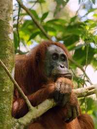 Orangutan friendly Bukit Lawang Jungle