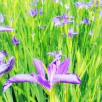 ที่พักบรรยากาศ​เหมือนไปต่างประเทศ​