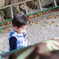 #蕉坑自然教育徑，小孩狗狗共享郊遊樂