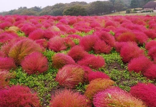國營常陸海濱公園
