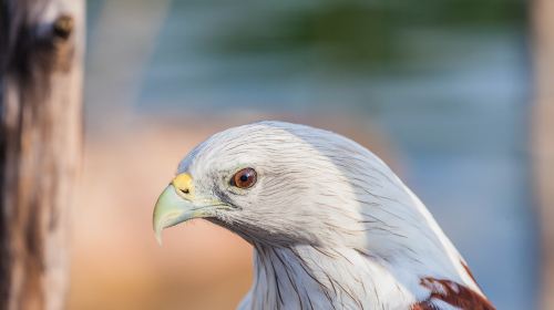 Philippine Eagle Center