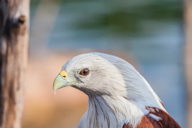 エルプエブロデエルマノバイココテル