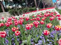 Tulip season in Jing’an 
