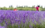 Lavender garden