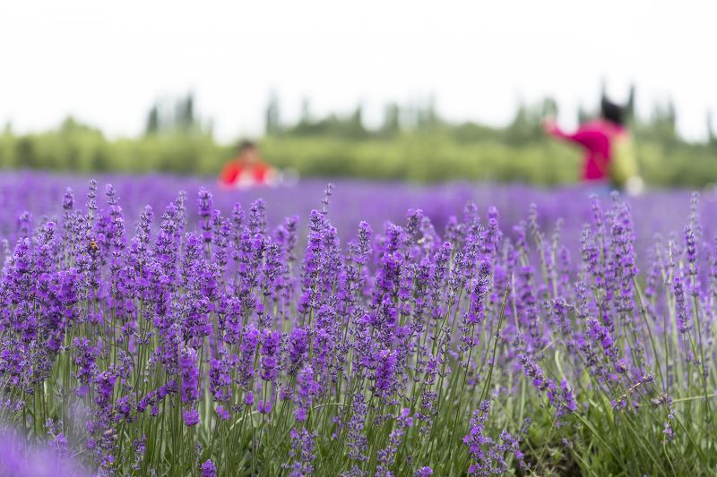 Lavender garden