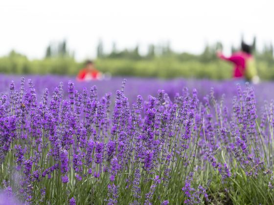 Lavender garden