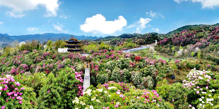 Hundreds of Miles of Azaleas