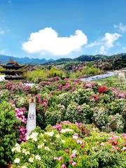 Baili Dujuan (“Hundred Miles of Rhododendrons”) Scenic Area