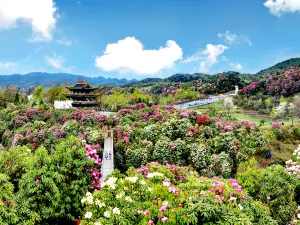 Hundreds of Miles of Azaleas