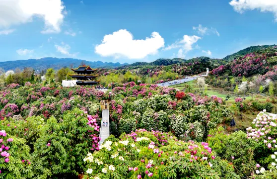 百里杜鵑風景區來回貴陽接駁車票大小同價