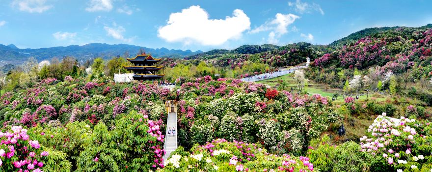 Hundreds of Miles of Azaleas