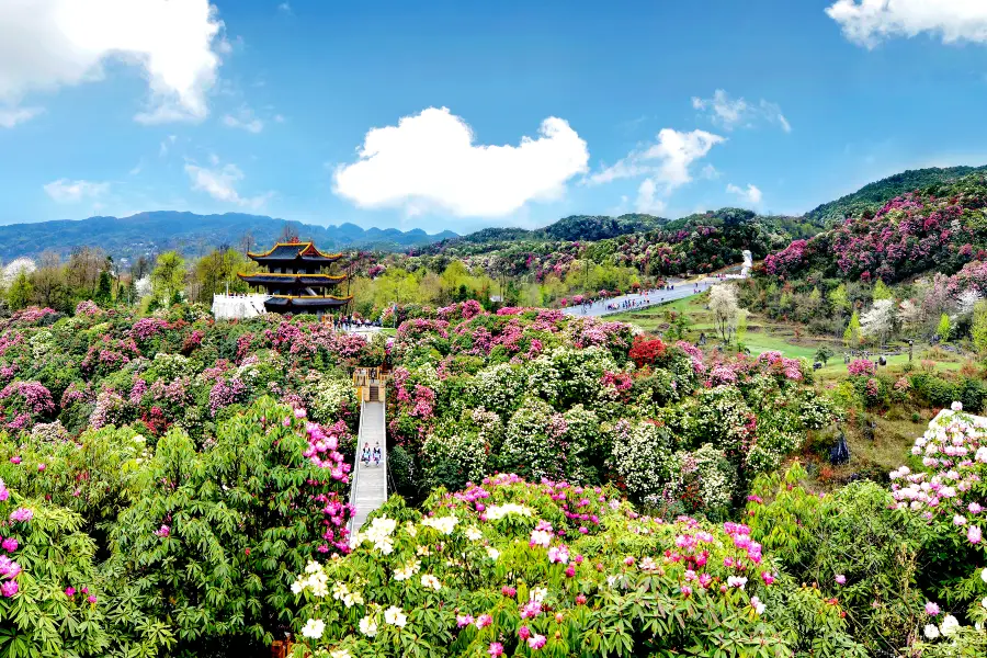 Baili Dujuan (“Hundred Miles of Rhododendrons”) Scenic Area