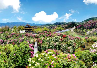 Baili Dujuan (“Hundred Miles of Rhododendrons”) Scenic Area