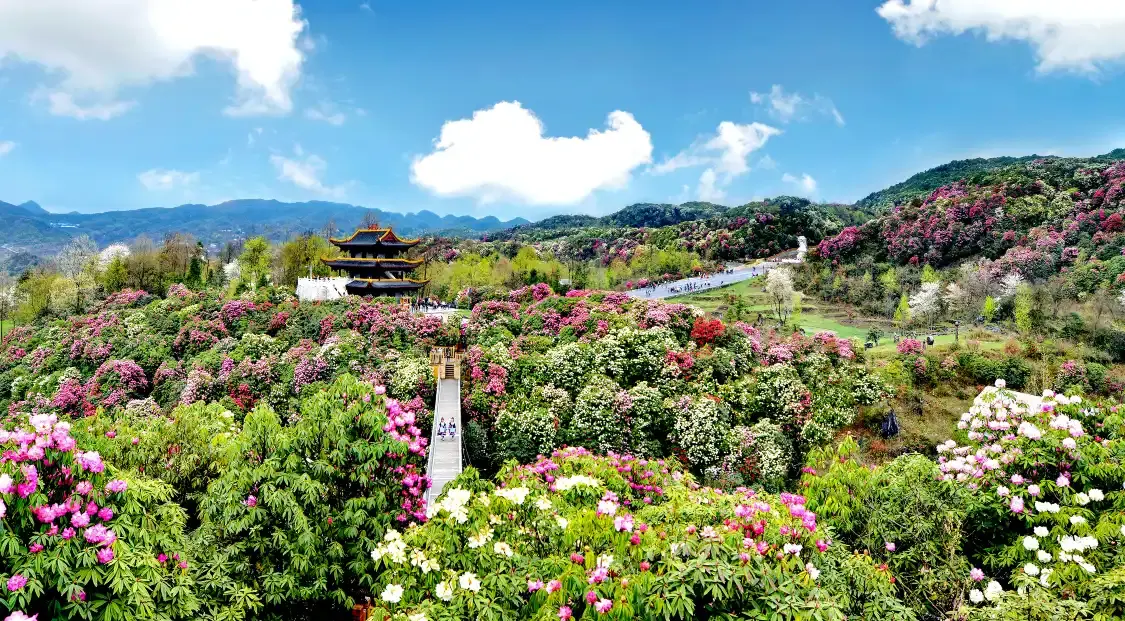 Hotels near Hundreds of Miles of Azaleas