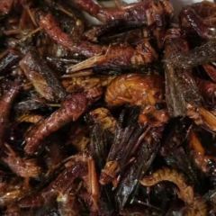 阿宝炸货炸鸡(坊子店) User Photo
