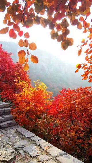山東濰坊石門坊賞紅葉+老龍灣包車一日遊【私家團，看層林盡染】