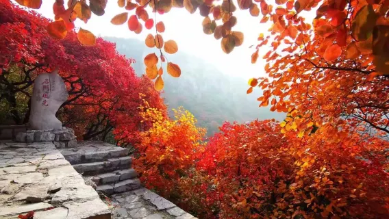 山東濰坊石門坊賞紅葉+老龍灣包車一日遊【私人導覽，看層林盡染】