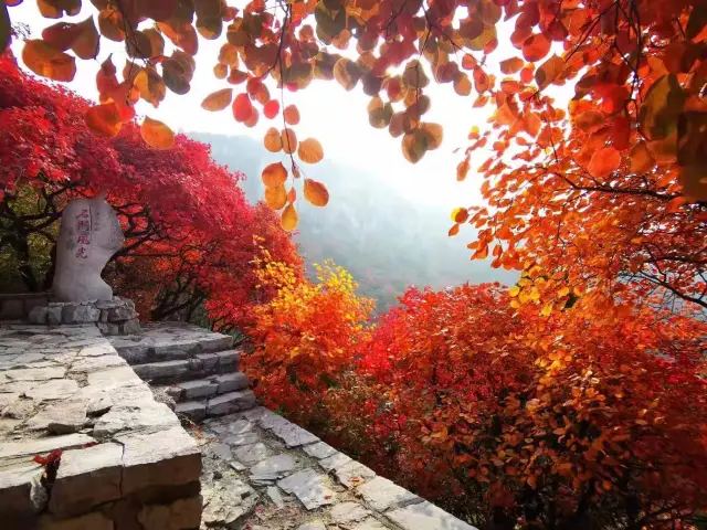 웨이팡 단풍놀이