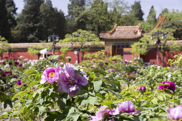 Beijing Peony Viewing