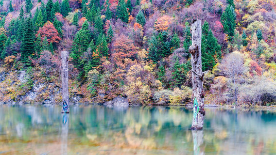 nai zi gou cai lin gu