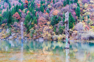 Naizigou's Colourful Forest Park