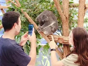 Lone Pine Koala Sanctuary
