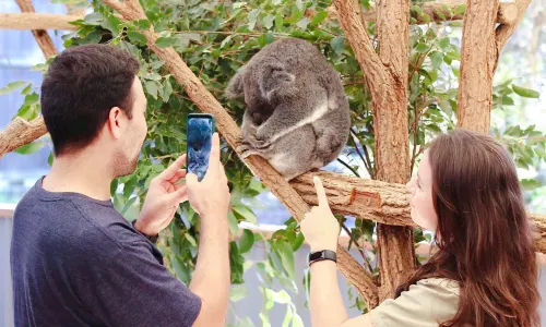 Lone Pine Koala Sanctuary