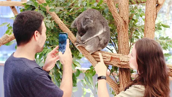 Lone Pine Koala Sanctuary