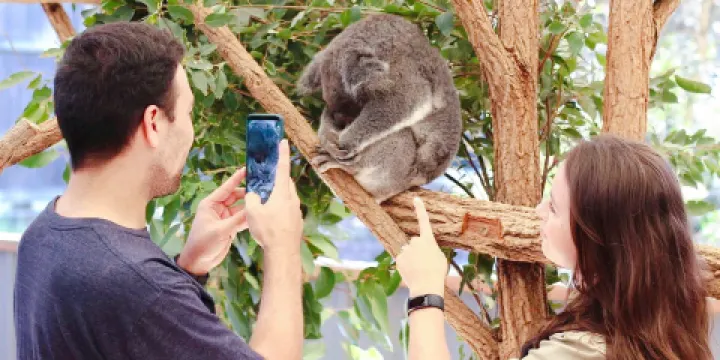 龍柏無尾熊保護區