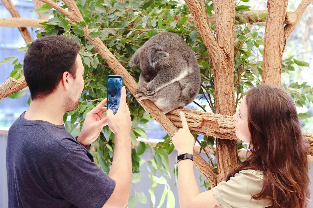 1_Lone Pine Koala Sanctuary